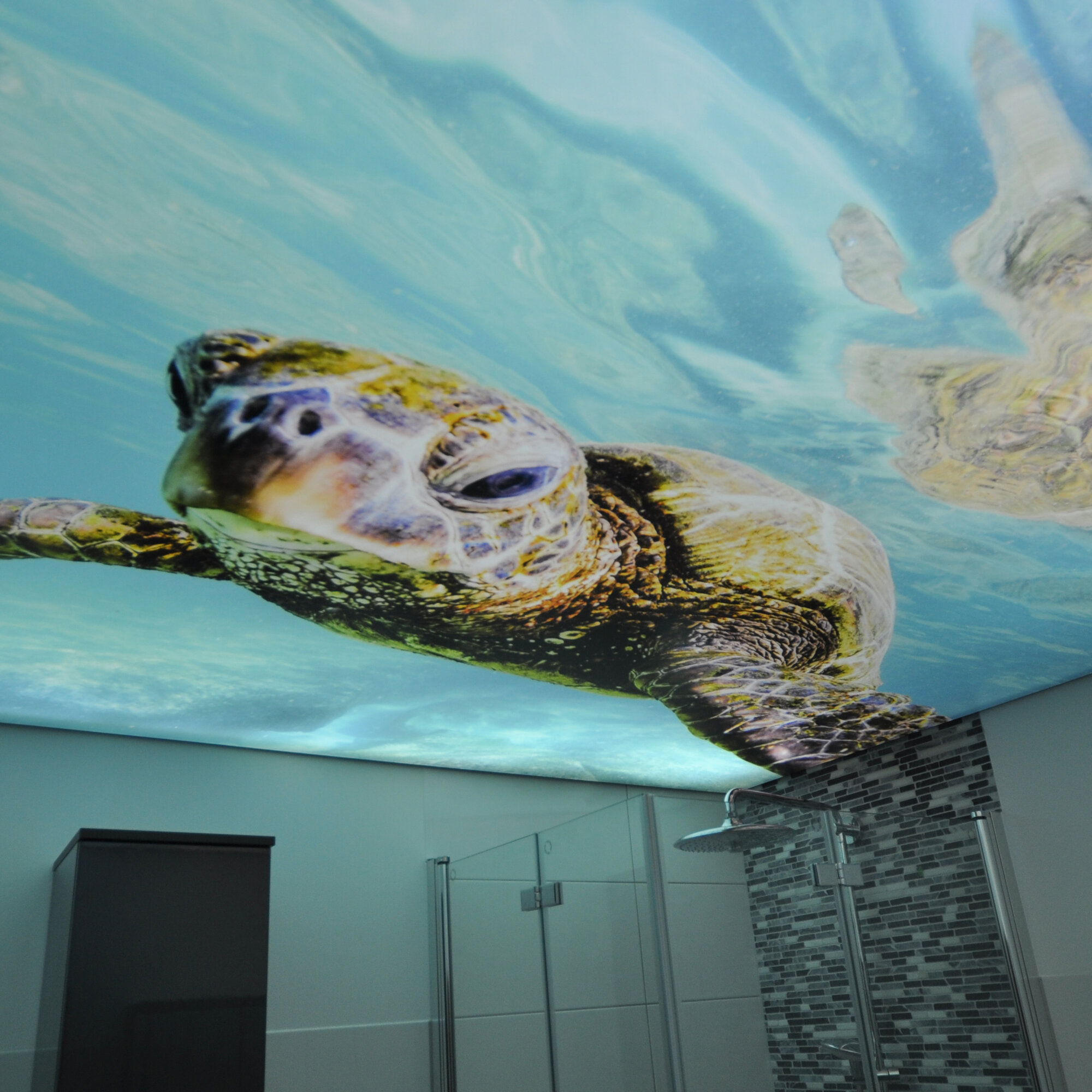 bad_spanndecke_bedruckt_hinterleuchtet_led_ledband_powerled_unterwasserschildkroete Spanndecke bedruckt hinterleuchtet Lichtdecke Motiv